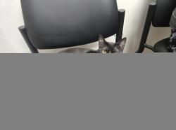 Lost Female Cat last seen Plano st and Texas St, Sulphur Springs, TX 75482