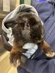Shelter Stray Female Other last seen ALVARADO NILES BL/ DYER ST, 1950 Stevenson Blvd, Fremont, CA 94538, USA