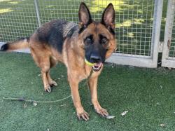 Shelter Stray Male Dog last seen , 14409 Vanowen St, Van Nuys, CA 91405, USA