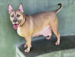 Shelter Stray Female Dog last seen , 14409 Vanowen St, Van Nuys, CA 91405, USA