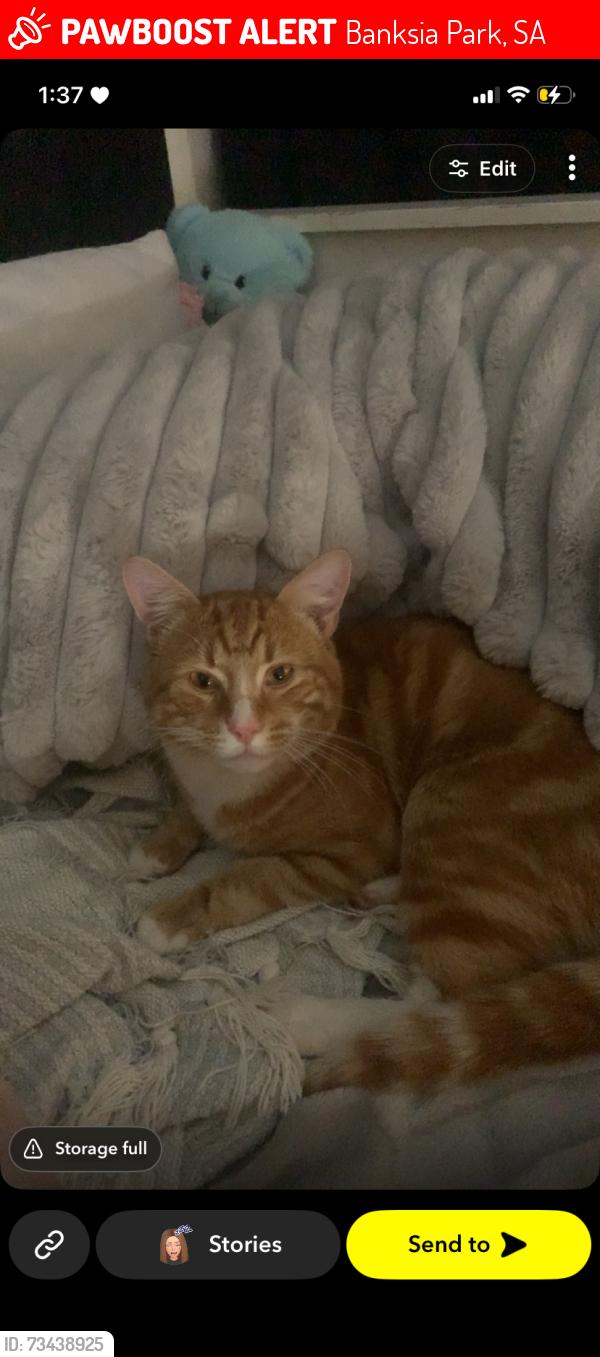 Lost Male Cat last seen Tea tree gully, Fairview park, modbury, Surrey downs, Banksia Park, SA 5091