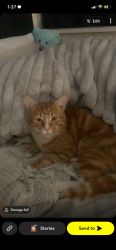 Lost Male Cat last seen Tea tree gully, Fairview park, modbury, Surrey downs, Banksia Park, SA 5091