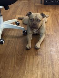 Reunited Male Dog last seen Houston, Houston, TX 77063