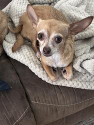 Lost Female Dog last seen Forest Hollow Drive in Pinehurst 1, Baytown, TX, Baytown, TX 77521