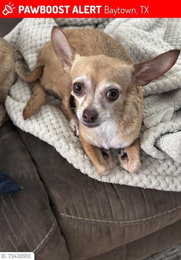 Lost Female Dog last seen Forest Hollow Drive in Pinehurst 1, Baytown, TX, Baytown, TX 77521