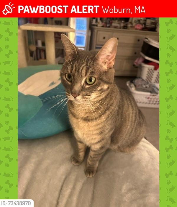 Lost Female Cat last seen Playstead Ave. Garfield Ave, Woburn, MA 01801