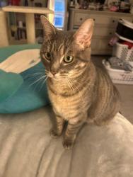 Lost Female Cat last seen Playstead Ave. Garfield Ave, Woburn, MA 01801