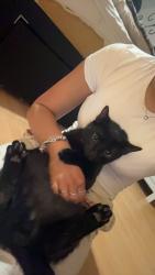 Lost Male Cat last seen diglis park, Worcestershire, England 