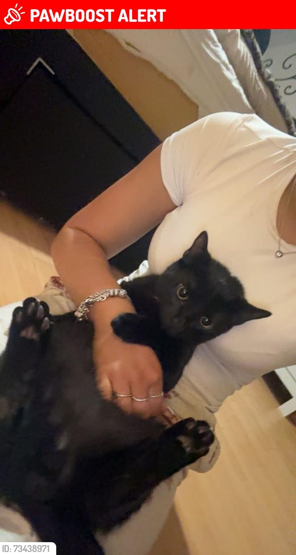 Lost Male Cat last seen diglis park, Worcestershire, England 