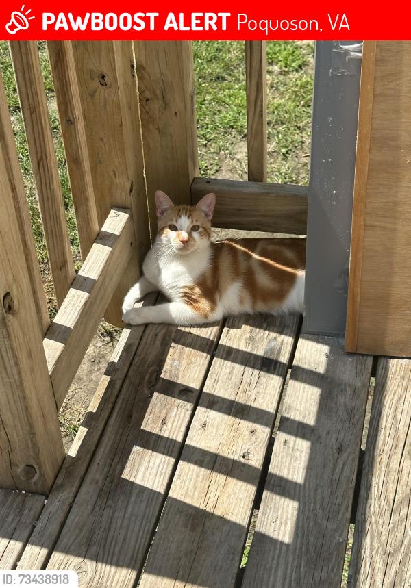 Lost Male Cat last seen Poquoson Avenue, Poquoson, VA 23662