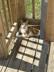 Lost Male Cat last seen Poquoson Avenue, Poquoson, VA 23662