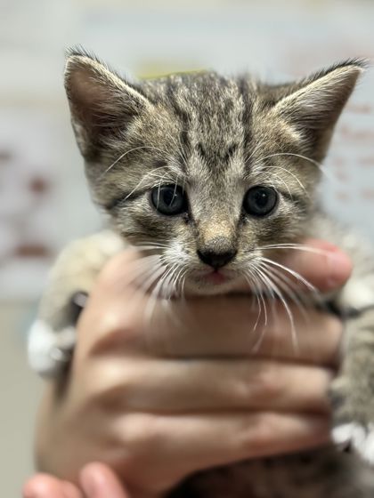 Shelter Stray Female Cat last seen Texas/ Holleman, City of College Station, TX, 5359 Leonard Rd, Bryan, TX 77807, USA