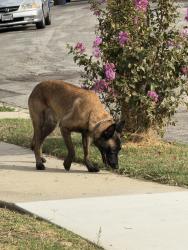 Found/Stray Unknown Dog last seen San Antonio and Cherry, Long Beach, CA 90807