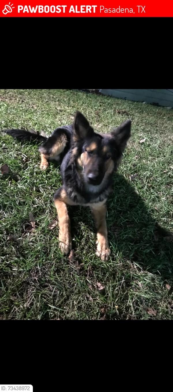 Lost Male Dog last seen Preston Rd and southmore, Pasadena, TX 77502