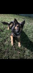 Lost Male Dog last seen Preston Rd and southmore, Pasadena, TX 77502