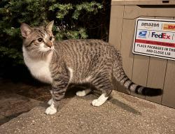 Found/Stray Male Cat last seen Woodward Ave & 8 Mile, Detroit, MI 48220