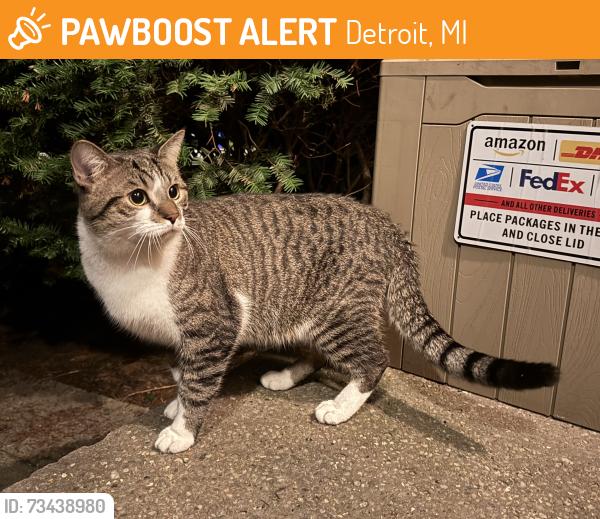 Found/Stray Male Cat last seen Woodward Ave & 8 Mile, Detroit, MI 48220