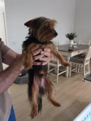 Found/Stray Male Dog last seen Inside my Condominius, Las Vegas, NV 89119