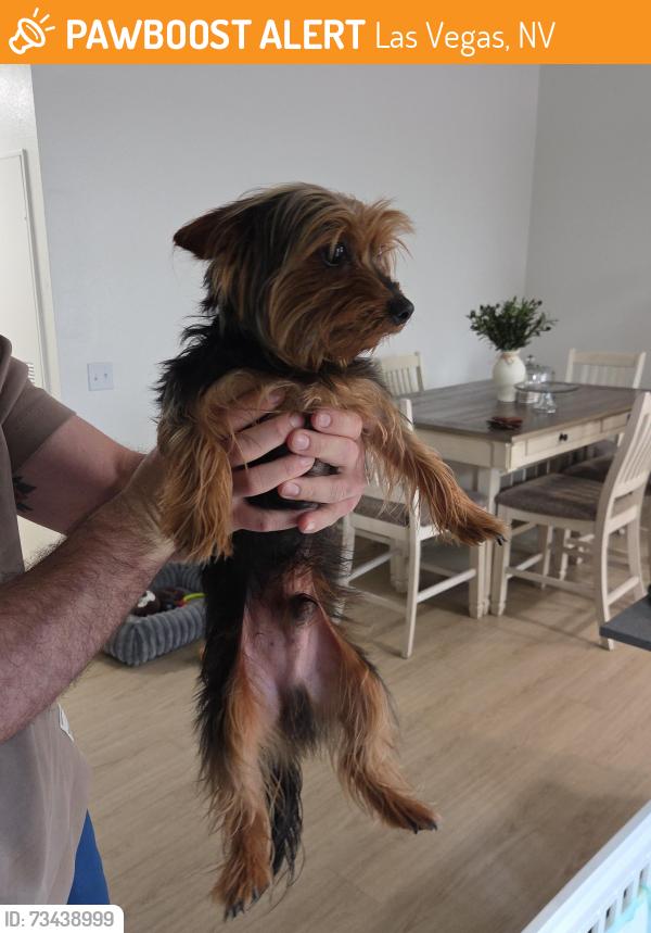 Found/Stray Male Dog last seen Inside my Condominius, Las Vegas, NV 89119
