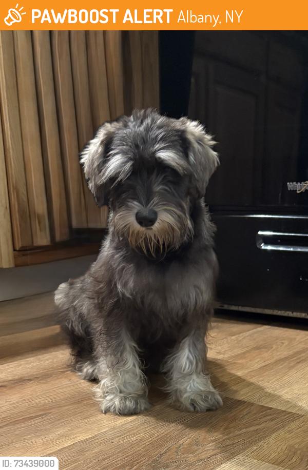 Found/Stray Female Dog last seen Central ave and Henry Johnson blvd, Albany, NY 12210