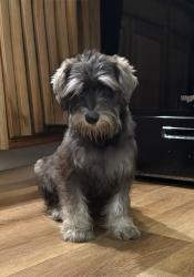Found/Stray Female Dog last seen Central ave and Henry Johnson blvd, Albany, NY 12210