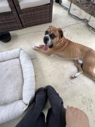 Reunited Male Dog last seen St Claire Park, Chula Vista, CA 91913