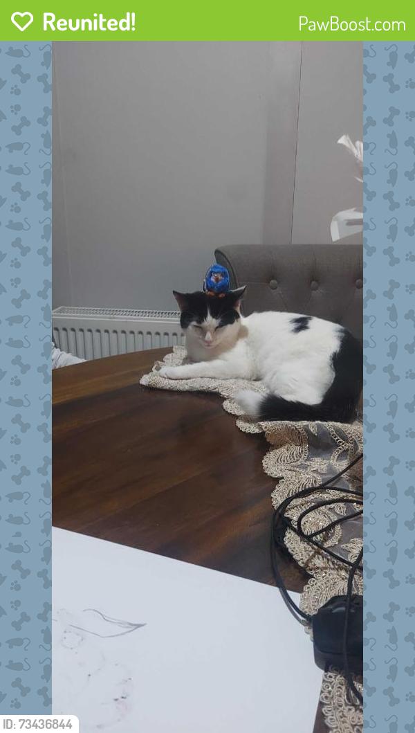 Reunited Female Cat last seen Wembley, UK, Wembley, England 