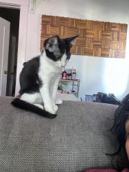 Lost Female Cat last seen 2nd and Esperanza, Long Beach, CA 90802