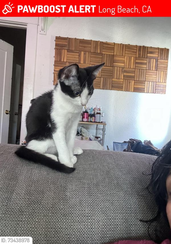 Lost Female Cat last seen 2nd and Esperanza, Long Beach, CA 90802
