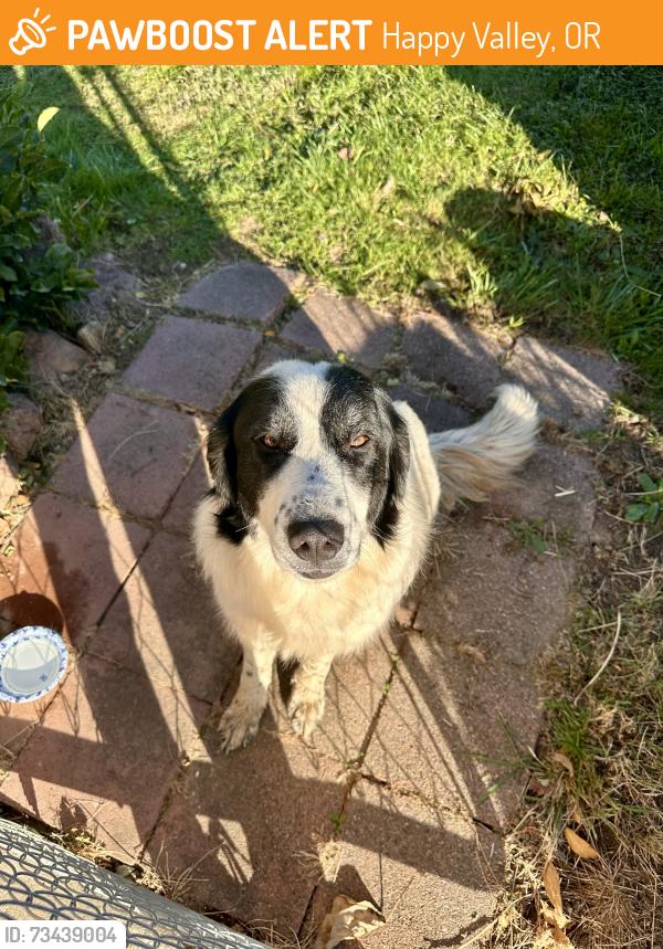 Found/Stray Unknown Dog last seen Foster Rd & Hemrich, Happy Valley, OR 97086