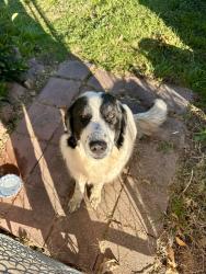 Found/Stray Unknown Dog last seen Foster Rd & Hemrich, Happy Valley, OR 97086