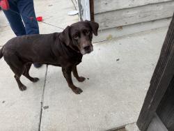 Reunited Female Dog last seen Perry Rd and Decoto, Union City, CA 94587