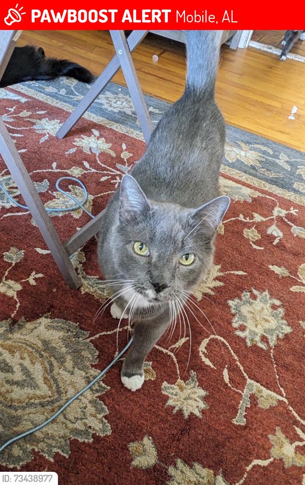Lost Male Cat last seen Canterbury Heights neighborhood, Mobile, AL 36693