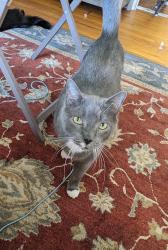 Lost Male Cat last seen Canterbury Heights neighborhood, Mobile, AL 36693