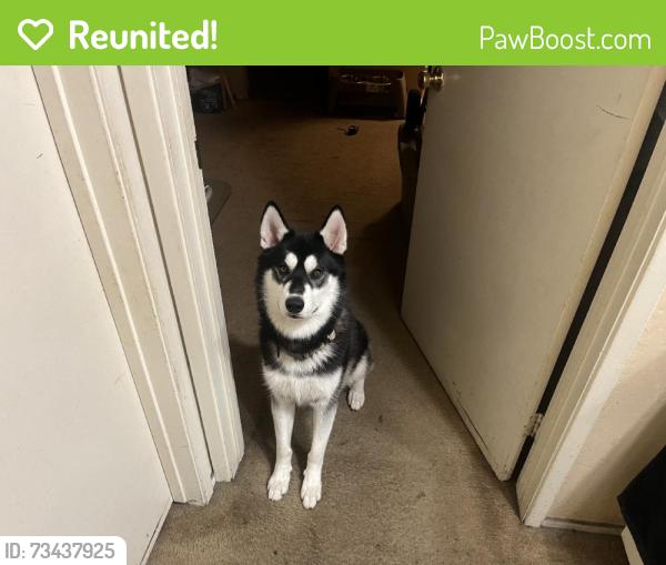 Reunited Male Dog last seen Near Marathon Dr, Campbell, CA 95008, USA, Campbell, CA 95008
