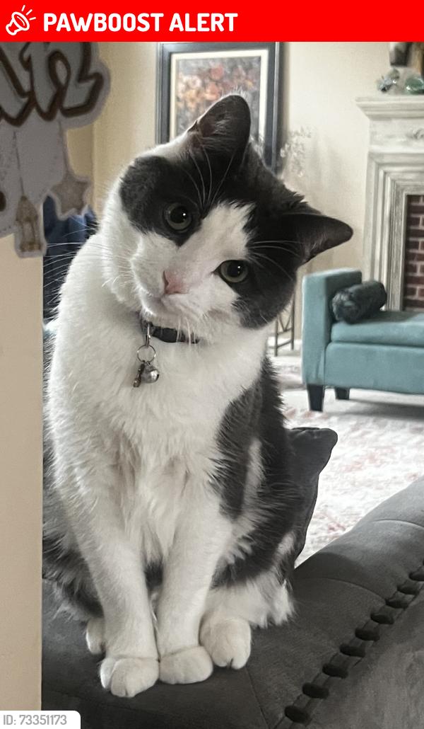 Lost Male Cat last seen Beck and warren, Canton Township, MI 48187