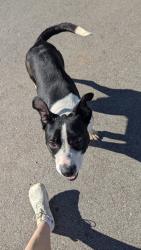 Found/Stray Female Dog last seen Brandon Creek Subdivision, Gastonia, NC 28056
