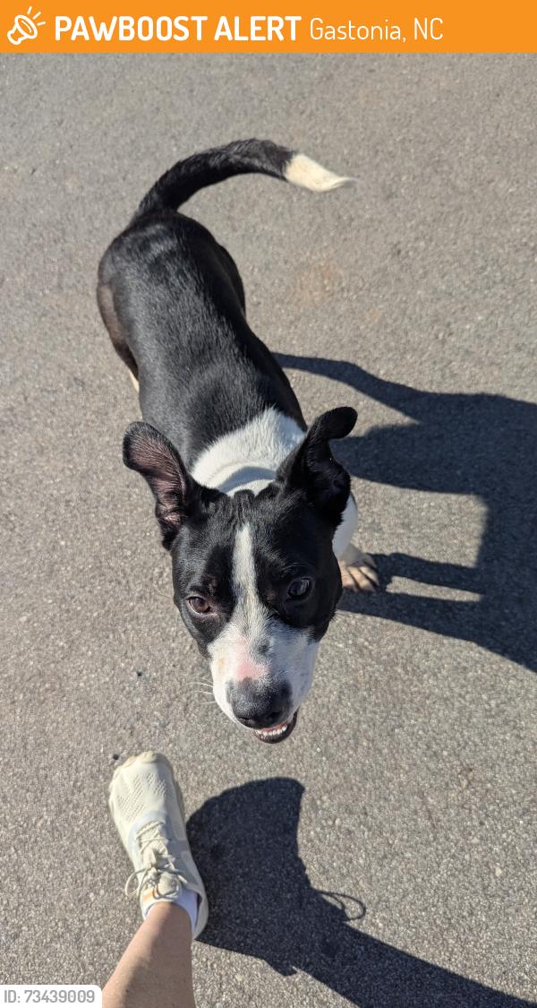 Found/Stray Female Dog last seen Brandon Creek Subdivision, Gastonia, NC 28056