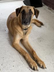 Found/Stray Unknown Dog last seen Park Avenue Charleston WV 25302, Charleston, WV 25302
