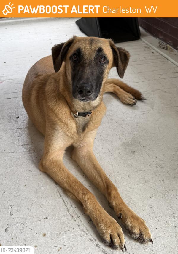 Found/Stray Unknown Dog last seen Park Avenue Charleston WV 25302, Charleston, WV 25302