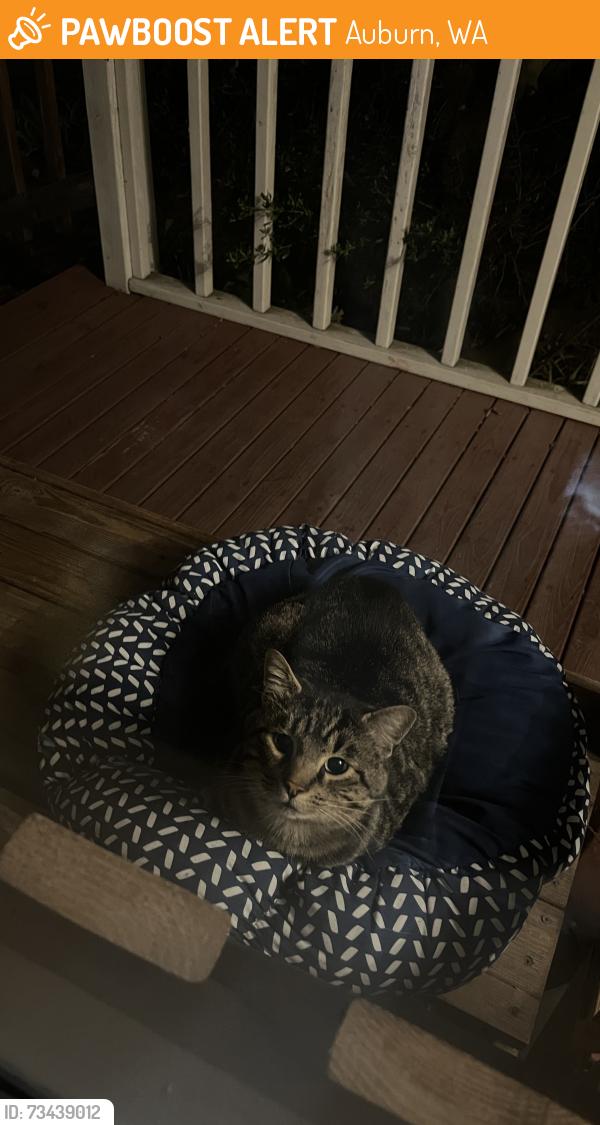 Found/Stray Unknown Cat last seen M street, Auburn, WA 98002
