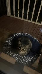 Found/Stray Unknown Cat last seen M street, Auburn, WA 98002