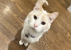 Reunited Male Cat last seen Asbury side of corwin park, Winnetka, IL 60093