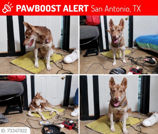 Lost Female Dog last seen Antoinette Dr. and Linda Lou Drive, San Antonio, TX 78223
