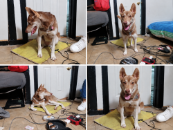 Lost Female Dog last seen Antoinette Dr. and Linda Lou Drive, San Antonio, TX 78223