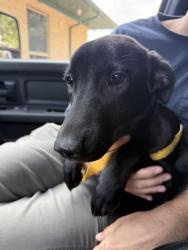 Found/Stray Female Dog last seen 1938-2004 S Bowen Rd, Pantego, TX 76013