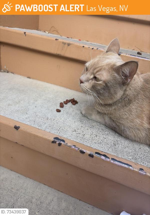 Found/Stray Unknown Cat last seen Pecos McLeod and Twain, Las Vegas, NV 89121