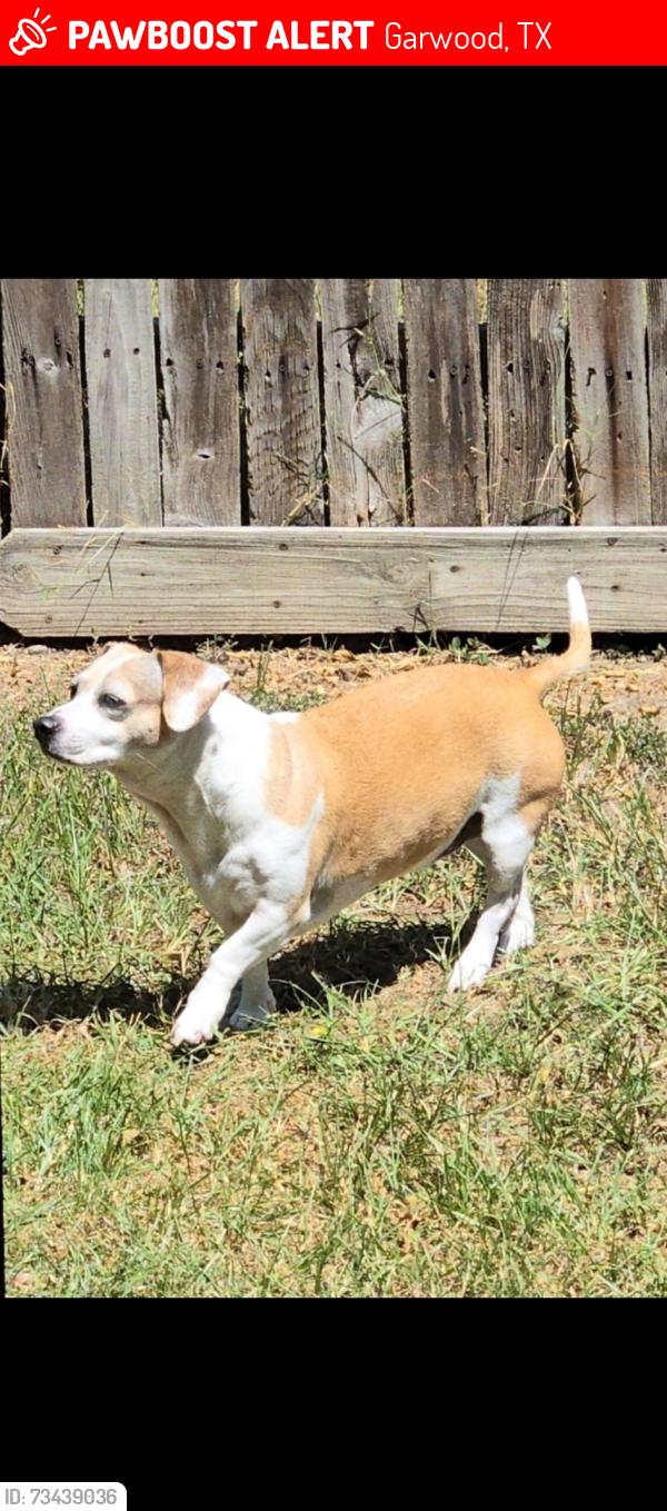Lost Female Dog last seen County Road 16 & Loose Cow Rd, Garwood, TX 77442