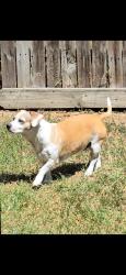 Lost Female Dog last seen County Road 16 & Loose Cow Rd, Garwood, TX 77442