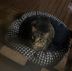 Found/Stray Unknown Cat last seen M street, Auburn, WA 98002